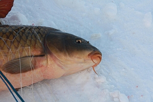 Carp Fishing Gems Community Grand Beach And Area