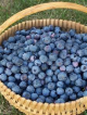 berry basket